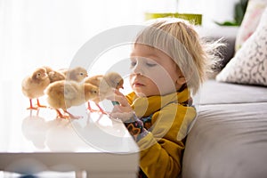 Cute sweet little blond child, toddler boy, playing with little chicks at home, baby chicks in child
