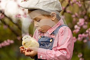 Cute sweet little blond child, toddler boy, playing with little chicks in the park, baby chicks and kid