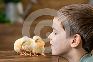 Cute sweet little blond child, toddler boy, playing with little chicks at home