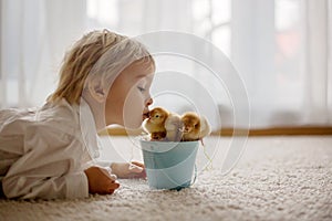 Cute sweet little blond child, toddler boy, playing with little chicks at home, baby chicks in child