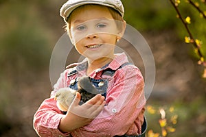 Cute sweet little blond child, toddler boy, playing with little chicks in the park, baby chicks and kid