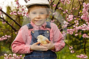 Cute sweet little blond child, toddler boy, playing with little chicks in the park, baby chicks and kid