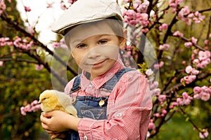 Cute sweet little blond child, toddler boy, playing with little chicks in the park, baby chicks and kid