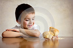 Cute sweet little child, preschool boy, playing with little chic