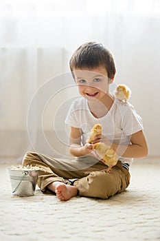 Cute sweet little child, preschool boy, playing with little chic