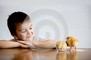 Cute sweet little child, preschool boy, playing with little chic