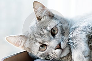 Cute sweet little gray cat kitten portrait close-up