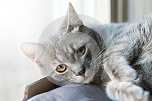 Cute sweet little gray cat kitten portrait close-up