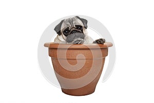 Cute sweet pug dog sitting in terracotta plant pot