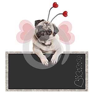 Cute sweet pug puppy dog leaning with paws on blackboard promotional sign, isolated on white background