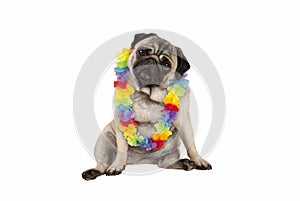 Cute sweet pug puppy dog sitting down wearing hawaiian flower garland