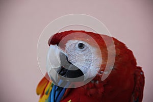 Cute and sweet wonderful Macaws Parrot in Central America