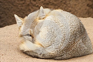 Cute swift fox