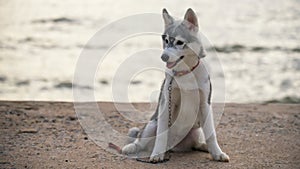 Cute syberian husky puppy on beach at sunset