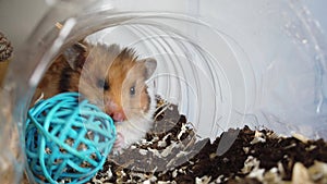 cute syrian hamster bitting on the blue play toy in his tunnel. Close up