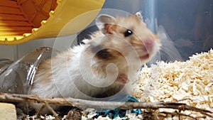 cute syrian hamster bitting on the blue play toy in his tunnel. Close up