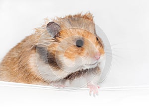 Cute Syrian hamster on white background