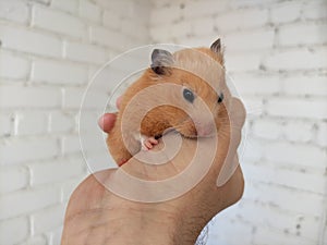 Cute syrian hamster in owner hands