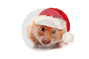 Cute Syrian Hamster wearing red Santa hat isolated on white background