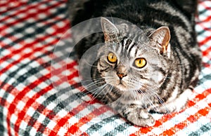 Cute Tabby British Cat in a cozy home