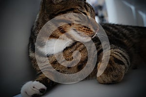 Cute tabby british shorthair cat lying asleep on a white surface background