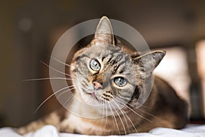 Cute tabby cat with blue eyes and long whiskers looks at camera