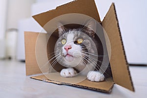Cute tabby cat in cardboard box. Cat looking out of the box