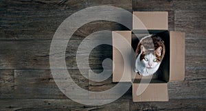 Cute tabby cat in a cardboard box looking up to the camera.