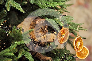 Cute Tabby Cat on the Christmas Tree Playing with Dry Orange Slices