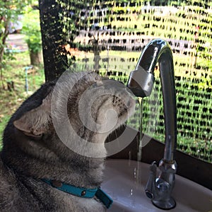 A cute tabby cat is drinking water