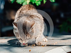 Cute tabby cat eating food. Light brown and grey color animal consuming small bits of canned meat. Selective focus. Pet care and