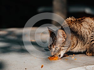 Cute tabby cat eating food. Light brown and grey color animal consuming small bits of canned meat. Selective focus. Pet care and