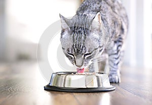 Silver bowl, cat feeding scene