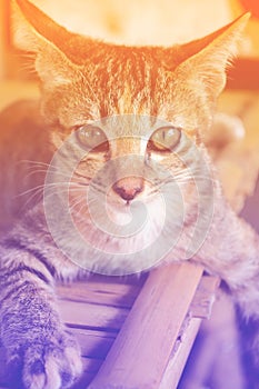 Cute tabby cat with filter color