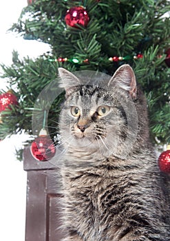 Cute tabby cat in front of Christmas tree