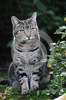 Cute tabby cat in garden