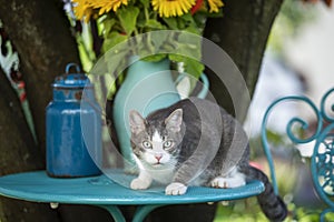 Cute tabby cat on a garden table