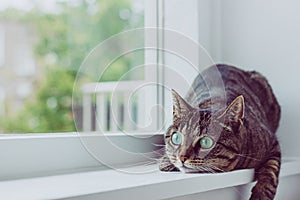 Cute tabby cat with green eyes.