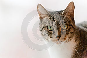 Cute Tabby Cat with Green Eyes