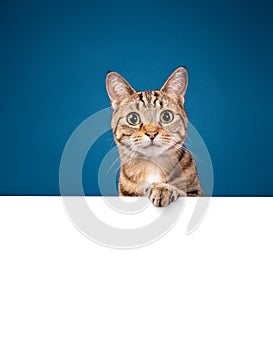 Cute tabby cat holding a white message board on a blue background. Copy space for your text