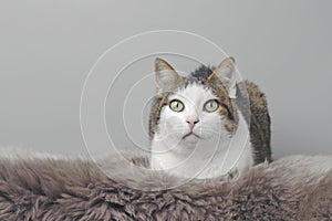 Cute tabby cat laying down on the blanket and looking at camera.