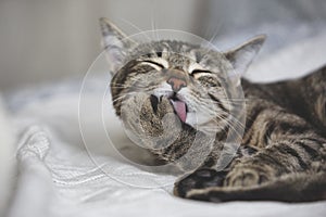 Cute tabby cat licks fur