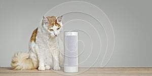 Cute tabby cat listening to a voice controlled smart speaker.