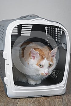 Cute tabby cat looking anxiously out from a open pet carrier.