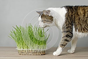 Cute tabby cat looking curious to a plant pot with fresh catnip.