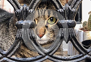 Cute tabby cat looking through iron wrought fence.