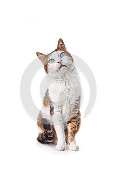 Cute tabby cat looking up. Vertical image isolated on white.