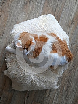 Cute tabby cat lying on a Lambskin. Seen directly above.