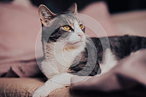 A cute tabby cat lying on a soft bed with a pink blanket