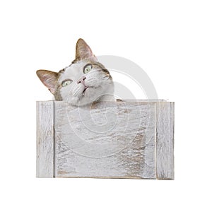 Cute tabby cat lying in a wooden box and looking curious away.